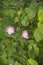 Flowers of dog-rose rosehip growing in nature