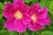 Flowers dogrose bright pink close-up in natural conditions.