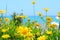 Flowers doronicum on a background of the blue sea