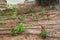 Flowers, drip irrigation system in park of Israel