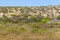 Flowers in Dunes in Porto Covo