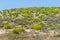 Flowers in Dunes in Porto Covo