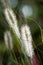 Flowers of Dwarf Foxtail Grass in Morning Sun