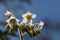 Flowers of a dwarf tamarillo, Solanum abutiloides