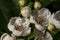 Flowers of Dwarf Thornless English Hawthorn