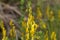 Flowers of a dyer broom Genista tinctoria