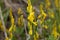 Flowers of a dyer broom Genista tinctoria