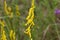 Flowers of a dyer broom Genista tinctoria