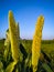 Flowers on the ears of millet in the blue sky background