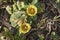 Flowers of Eastern Prickly Pear Cactus