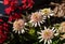 Flowers of  Echinacea