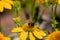 Flowers of Echinacea