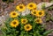 Flowers of Echinacea