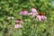 Flowers of Echinacea.