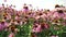 Flowers echinacea on a flower field
