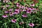 Flowers of Echinacea purpurea, in the city park.