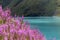 flowers at the edge of the Cleuson Dam, Switzerland