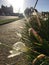 Flowers edging a footpath