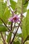 Flowers in the Eggplant in the Garden