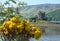 Flowers and Eilean Donan Castle