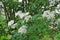 Flowers of an elder tree