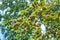 Flowers of Elms, Karagach. Elm Tree, fruits