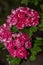 Flowers of English Hawthorn