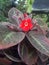 Flowers episcia natural local kalimantan