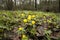 Flowers of Eranthis hyemalis or winter aconite