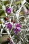 Flowers of a eremophila nivea or emu bush