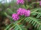 Flowers of Erica ciliaris growing in the garden