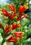 Flowers of Erica densifolia, Garden flower, South Africa