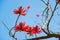 Flowers Of Erythrina Speciosa