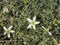 Flowers of Esfand, Syrian rue or Peganum harmala, close-up, selective focus, shallow DOF