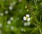 Flowers of European water-plantain or Alisma plantago-aquatica close-up, selective focus, shallow DOF