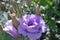 Flowers of eustoma in the Siberian garden