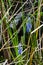 Flowers in the Everglades in Florida USA