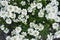 Flowers of the evergreen candytuft. Iberis sempervirens.