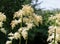 Flowers of exotic plant Astilboides Tabularis