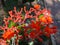 Flowers and explosive dehiscence fruit capsule of jatropha