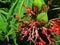 Flowers and explosive dehiscence fruit capsule of jatropha with insects