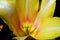 FLOWERS- Extreme Close Up of a Yellow Tulip Bloom Interior