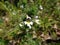 Flowers of the Eyebright