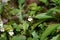 Flowers of the Eyebright Euphrasia rostkoviana