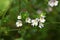 Flowers of the Eyebright Euphrasia rostkoviana