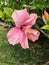 Flowers Fabulous Pink Hibiscus.