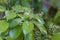 Flowers of a false camphor tree, Cinnamomum glanduliferum
