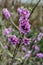 Flowers of February daphne, Daphne mezereum in blooming