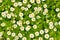 Flowers feverfew Tanacetum parthenium
