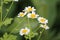Flowers of feverfew Tanacetum parthenium, syn. Pyrethrum parthenium plant